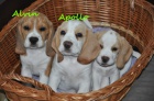 Prod�m �t���tka Beagle