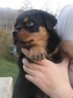 Rottweiler - �t��ata s PP
