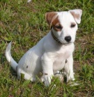 Jack russel teri�r - �t���tka s PP