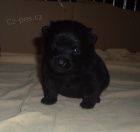 �iperka-�t���tka