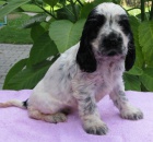 Anglick� kokr�pan�l-