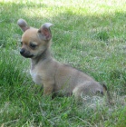 �ivava kr�tkosrst�