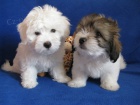 �t��ata Coton de Tulear