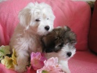 �t��ata Coton de Tulear