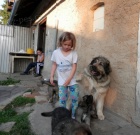 Kavkazsk� pasteveck� pes