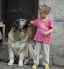 Kavkazsk� pasteveck� pes