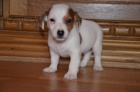 jack russell terier