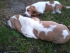 Basset hound