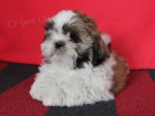 Shih-tzu, �i-tzu s PP