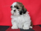 Shih-tzu, �i-tzu s PP