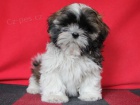 Shih-tzu, �i-tzu s PP