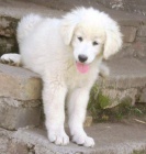 Slovensk� �uva� fenka s PP