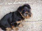 Prod�m kr�sn�ho pejska a fenku Jork��ra