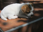 Hol�i�ka Jack Russell Terier s PP