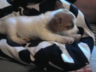 Hol�i�ka Jack Russell Terier s PP