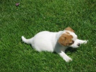 Hol�i�ka Jack Russell Terier S PP