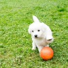 Slovensk� �uva� - �t��ata s PP