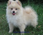 n�meck� �pic mal� , trpasli�� / pomeranian