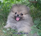 n�meck� �pic mal� , trpasli�� / pomeranian