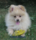 n�meck� �pic mal� , trpasli�� / pomeranian