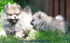 n�meck� �pic mal� , trpasli�� / pomeranian