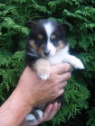 Sheltie bez PP