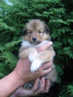 Sheltie bez PP