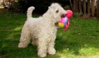 Irish Soft Coated Wheaten Terrier - �T�N�