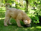 Irish Soft Coated Wheaten Terrier - �T�N�