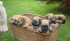 Irish Soft Coated Wheaten Terrier - �T�N�