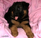 N�meck� ov��k - �t���tka s PP