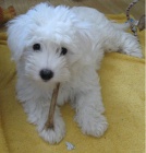 �t��ata Coton de Tulear