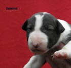 Bullterier-�t���tka s PP