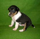 Kolie kr�tkosrst�