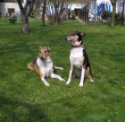 Kolie kr�tkosrst�