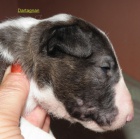 Bullterier-�t���tka s PP