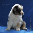 Australsk� ov��k - �t��ata 