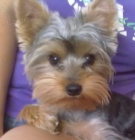 Nab�z�m pejska ke kryt�