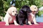 Labrador retriver (�ern� a �lut�) s PP k odb�ru