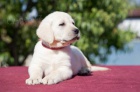 Labrador retriver (�ern� a �lut�) s PP k odb�ru