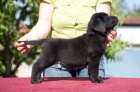 Labrador retriver (�ern� a �lut�) s PP k odb�ru
