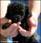 Pudl �ern� toy/trpasli�� s PP