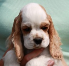 Americk� kokr�pan�l