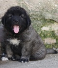 Kavkazsk� pasteveck� pes s PP