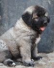 Kavkazsk� pasteveck� pes s PP