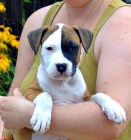 Americk� stafor��rsk� teri�r