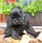 americk� kokr�pan�l  - �t��ata