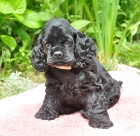 americk� kokr�pan�l  - �t��ata