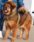 Tibetsk� doga - �t���tka