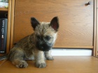 Prod�m �t���tko cairn terriera